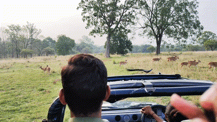Peacock with a herd of deer at Satpura Tiger Reserve